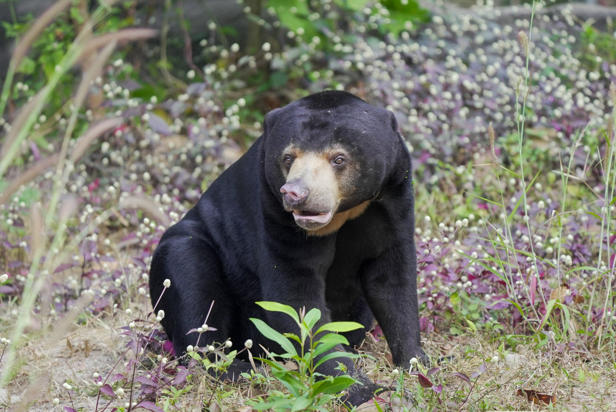 Free the Bears sun bear sitting in a natural setting with greenery and flowers.