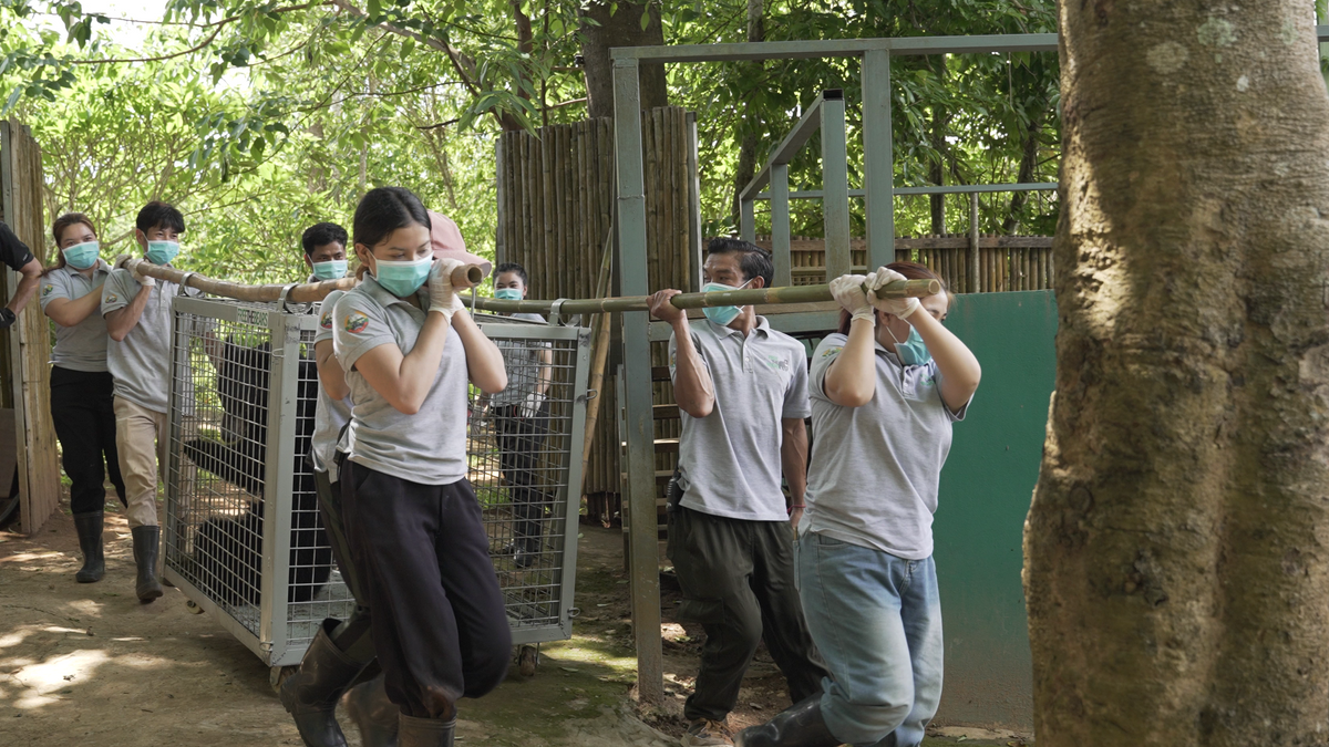 Rescue – Free the Bears