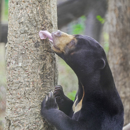 Pot of Honey donation