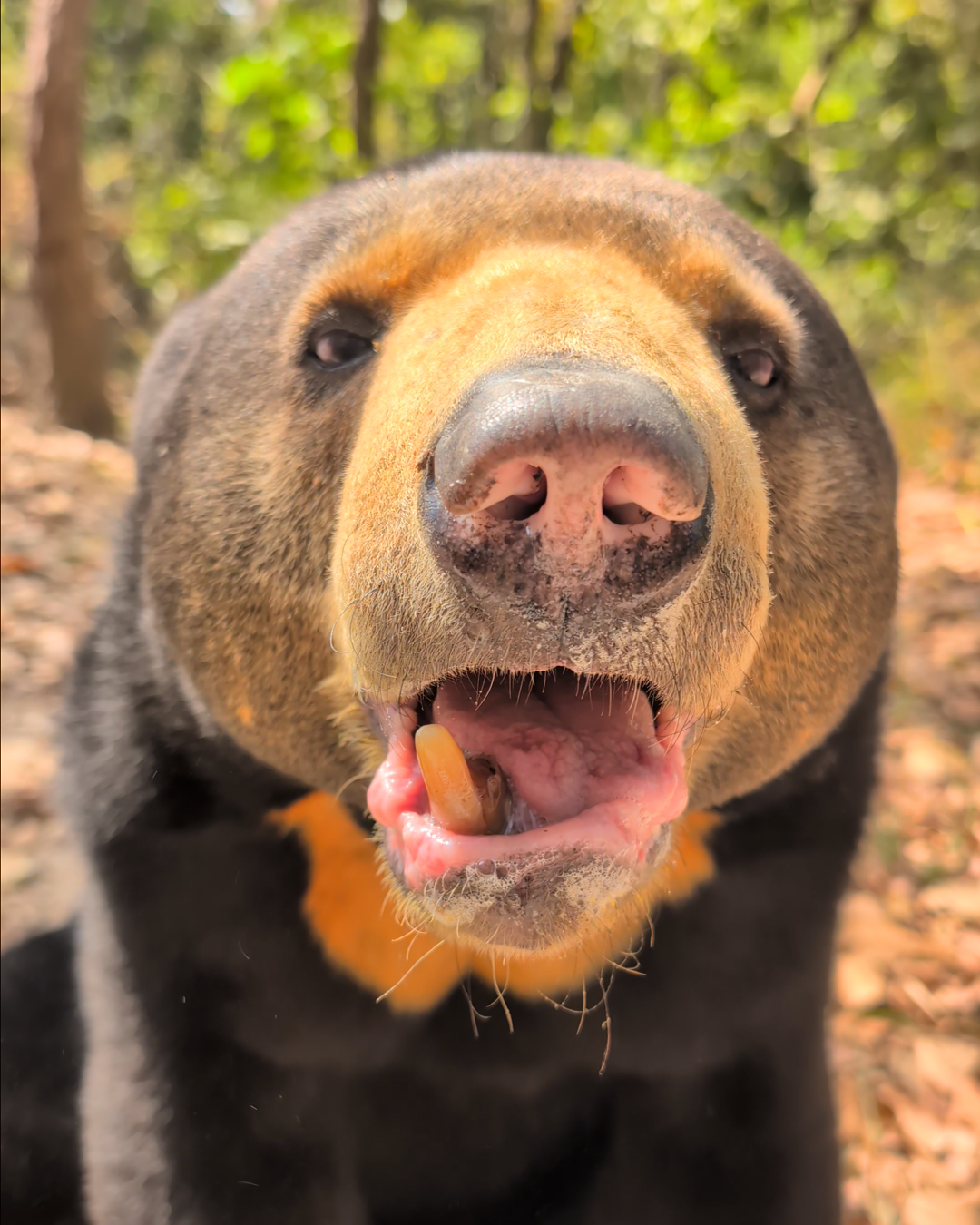 Medication for an elderly bear donation