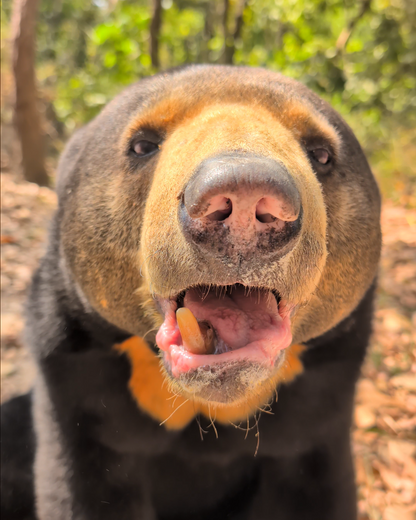Medication for an elderly bear donation