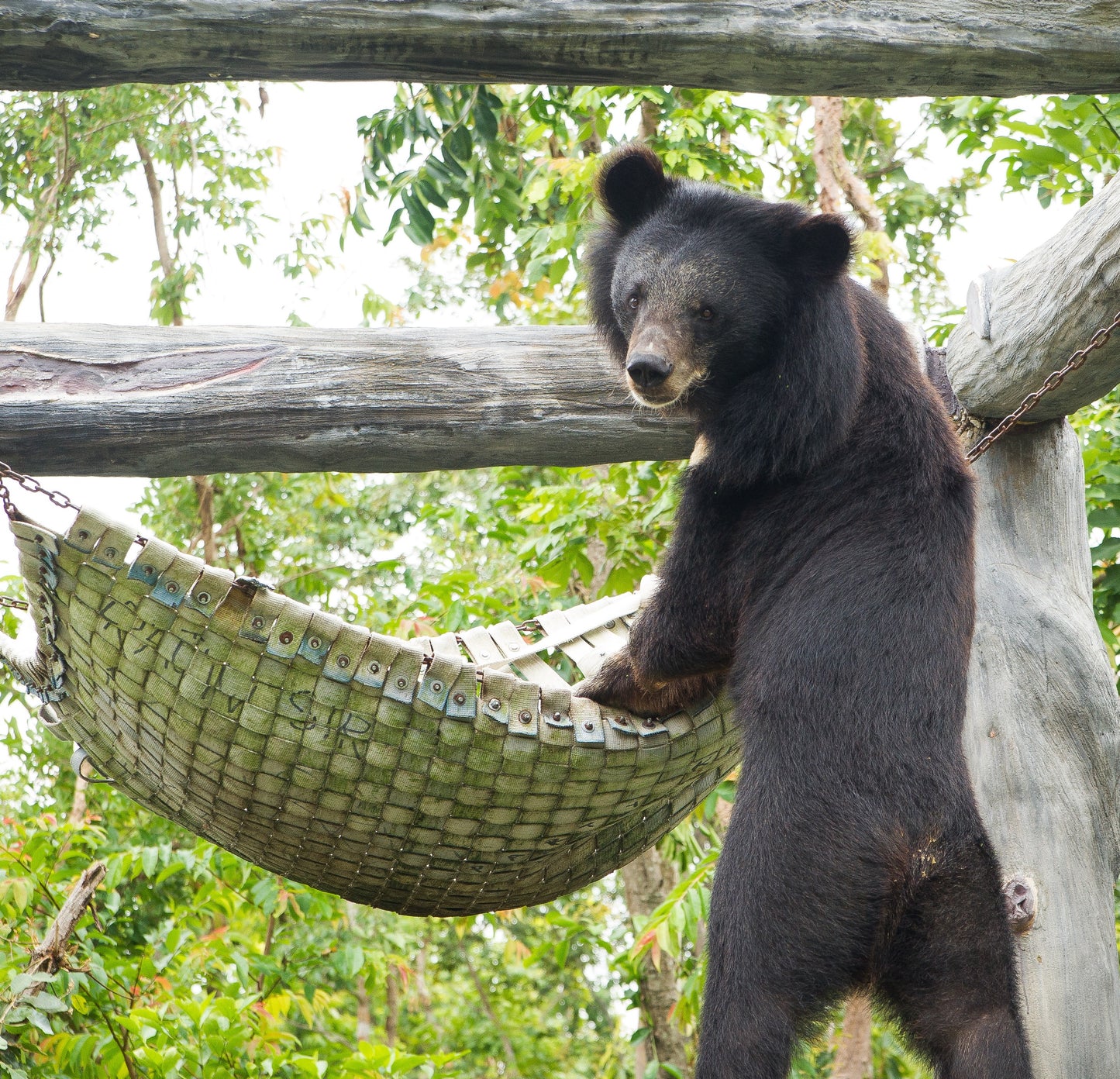 Bear Hammock donation