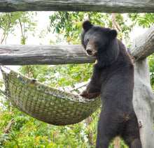 Load image into Gallery viewer, Bear Hammock donation
