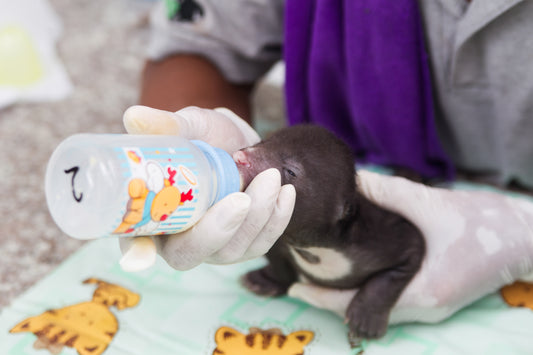 Cub Care Kit donation