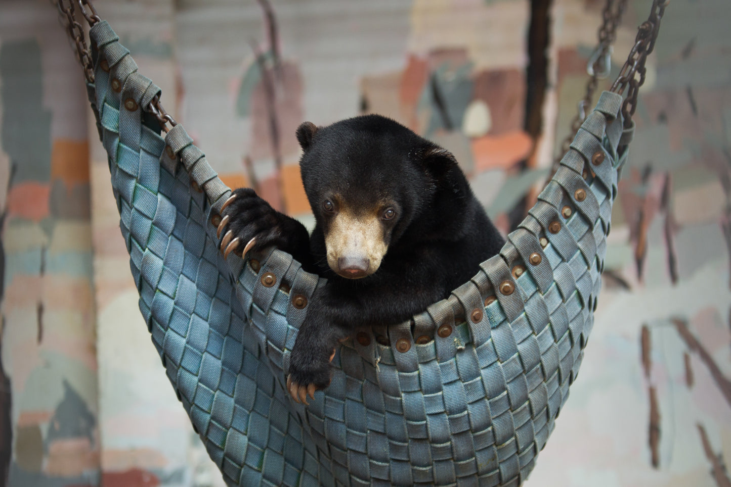 Bear Hammock donation