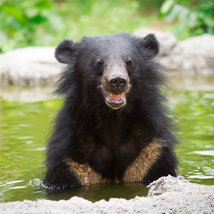 Bathing Pool donation