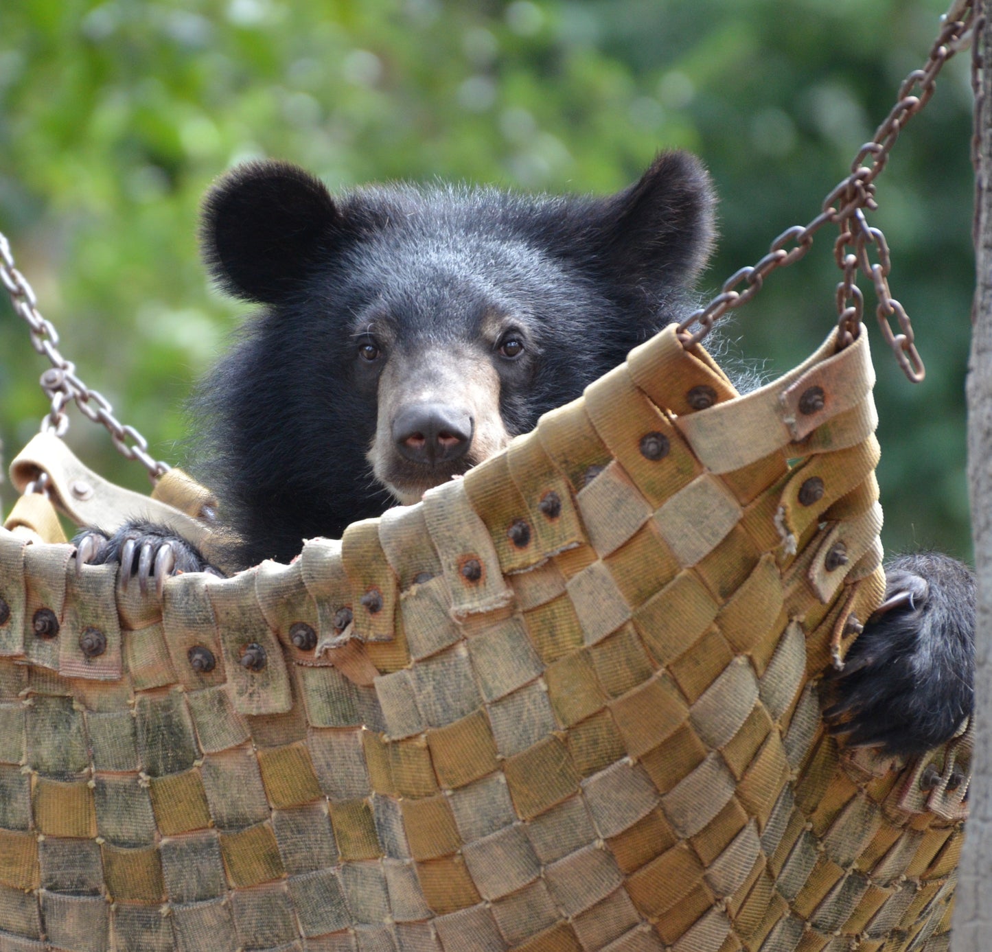 Bear Hammock donation