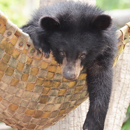 Bear Hammock donation